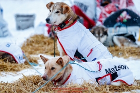 Aliy Zirkle's dogs Clyde and Rodney (Father and Son) rest at the Kaltag village checkpoint on Sunday morning March 11th during the 2018 Iditarod Sled Dog Race -- AlaskaPhoto by Jeff Schultz/SchultzPhoto.com  (C) 2018  ALL RIGHTS RESERVED