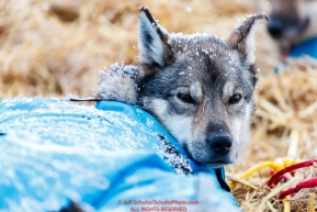 A Ketil Reitan dog rests at the Kaltag village checkpoint on Sunday morning March 11th during the 2018 Iditarod Sled Dog Race -- AlaskaPhoto by Jeff Schultz/SchultzPhoto.com  (C) 2018  ALL RIGHTS RESERVED