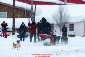 A local pug dog watches as Iditarod musher Lars Monson passes by in the Kaltag village checkpoint on Sunday morning March 11th during the 2018 Iditarod Sled Dog Race -- AlaskaPhoto by Jeff Schultz/SchultzPhoto.com  (C) 2018  ALL RIGHTS RESERVED