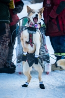 A wheel dog on Aliy Zirkle's team is ready to go after pulling into the Iditarod checkpoint of Takotna