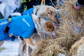 Sled dogs getting ready to build a nest in the straw for a 24 hour layover in Takotna, Alaska