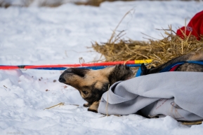 Upside down sleeping for a sled dog enjoying the arrival of sunshine in Takotna on March 11, 2020.