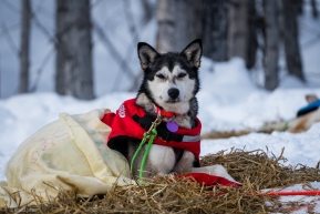 A sled dog enjoying the sun and relaxation of a 24 hour layover in the Takotna Checkpoint on March 11, 2020.