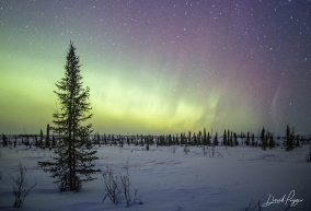 Northern Lights at Iditarod