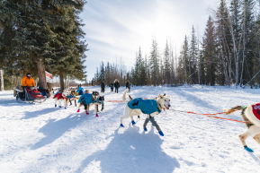 Josi Shelley Leaving Ophir