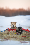 2026 McGrath Checkpoint