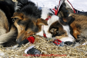 Sunday March 11, 2012  Aliy Zirkle dogs sleep on straw in the sun at Elim. Iditarod 2012.