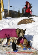 Sunday March 11, 2012  Young Casey Aukon watches Aaron Burmeister 's dogs at Elim. Iditarod 2012.