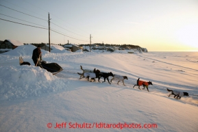 Matin Buser runs down the bank at the Elim checkpoint on Tuesday March 12, 2013.Iditarod Sled Dog Race 2013Photo by Jeff Schultz copyright 2013 DO NOT REPRODUCE WITHOUT PERMISSION