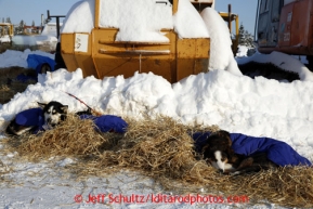 Michelle Phillips team rests in the sun at the Elim checkpoint on Tuesday March 12, 2013.Iditarod Sled Dog Race 2013Photo by Jeff Schultz copyright 2013 DO NOT REPRODUCE WITHOUT PERMISSION