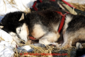 A Mike Williams dog sleeps in the warm sun at the Elim checkpoint on Tuesday March 12, 2013.Iditarod Sled Dog Race 2013Photo by Jeff Schultz copyright 2013 DO NOT REPRODUCE WITHOUT PERMISSION