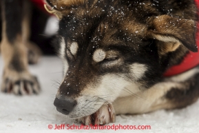 A Jason Mackey dog rests in the finish chute after Jason finished in Nome on Thursday March 13 during the 2014 Iditarod Sled Dog Race.PHOTO (c) BY JEFF SCHULTZ/IditarodPhotos.com -- REPRODUCTION PROHIBITED WITHOUT PERMISSION