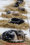 Pete Kaiser dogs sleep in the dog lot in Nome on Thursday March 13 during the 2014 Iditarod Sled Dog Race.PHOTO (c) BY JEFF SCHULTZ/IditarodPhotos.com -- REPRODUCTION PROHIBITED WITHOUT PERMISSION