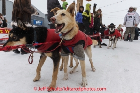 A Jason Mackey dog is ready to keep going in the finish chute after Jason came across the Nome finish line on Thursday March 13 during the 2014 Iditarod Sled Dog Race.PHOTO (c) BY JEFF SCHULTZ/IditarodPhotos.com -- REPRODUCTION PROHIBITED WITHOUT PERMISSION
