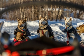 Kristi Berington's dogs Bozo, Nicholas and Little-Bit pay attention to Kristi as they rest in the evening at the Galena checkpoint on Thursday March 12, 2015 during Iditarod 2015.  (C) Jeff Schultz/SchultzPhoto.com - ALL RIGHTS RESERVED DUPLICATION  PROHIBITED  WITHOUT  PERMISSION