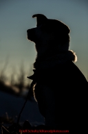 Bernie, a Charlie Benja dog at the Galena checkpoint on Thursday March 12, 2015 during Iditarod 2015.  (C) Jeff Schultz/SchultzPhoto.com - ALL RIGHTS RESERVED DUPLICATION  PROHIBITED  WITHOUT  PERMISSION