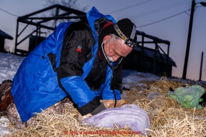 Volunteer vet Ron Hallstrom checks one of the dropped dogs in the morning on Thursday March 12, 2015 at the Ruby checkpoint during Iditarod 2015.(C) Jeff Schultz/SchultzPhoto.com - ALL RIGHTS RESERVED DUPLICATION  PROHIBITED  WITHOUT  PERMISSION