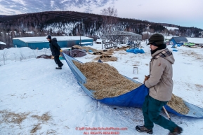Volunteers move used straw after raking it from a departing dog team at the Ruby Checkpoint on Saturday March 12th during the 2016 Iditarod.  Alaska    Photo by Jeff Schultz (C) 2016  ALL RIGHTS RESERVED