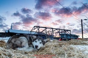 A Pete Kaiser dog who was dropped at Ruby rests on straw as dawn breaks over the Ruby Checkpoint on Saturday March 12th during the 2016 Iditarod.  Alaska    Photo by Jeff Schultz (C) 2016  ALL RIGHTS RESERVED