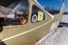 A dropped dog waits, in O.E. Robbins plane at the Ruby Checkpoint, for a ride out on Saturday March 12th during the 2016 Iditarod.  Alaska    Photo by Jeff Schultz (C) 2016  ALL RIGHTS RESERVED