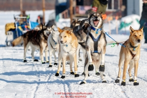 Mats Pettersson lead dog jumps and is ready to continue to run after Mats checked in at the Kaltag checkpoint during the 2017 Iditarod on Sunday afternoon March 12, 2017.Photo by Jeff Schultz/SchultzPhoto.com  (C) 2017  ALL RIGHTS RESERVED