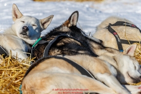 Paul Gebhardt dogs sleep in the sun on straw at the Kaltag checkpoint during the 2017 Iditarod on Sunday afternoon March 12, 2017.Photo by Jeff Schultz/SchultzPhoto.com  (C) 2017  ALL RIGHTS RESERVED