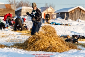 Volunteer checker and trail crew Mark Greene rakes used straw after a team left the Kaltag checkpoint during the 2017 Iditarod on Sunday evening  March 12, 2017.Photo by Jeff Schultz/SchultzPhoto.com  (C) 2017  ALL RIGHTS RESERVED