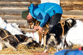 Lars Monsen massages one of his dogs shoulders at the Kaltag checkpoint during the 2017 Iditarod on Sunday evening  March 12, 2017.Photo by Jeff Schultz/SchultzPhoto.com  (C) 2017  ALL RIGHTS RESERVED