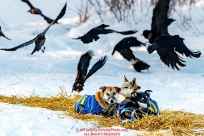 Ravens eating left over dog food scatter as some of Hugh Neff's dogs relax at the Kaltag checkpoint during the 2017 Iditarod on Sunday evening  March 12, 2017.Photo by Jeff Schultz/SchultzPhoto.com  (C) 2017  ALL RIGHTS RESERVED