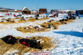 Teams rest on straw in the sun at the Kaltag checkpoint during the 2017 Iditarod on Sunday afternoon March 12, 2017.Photo by Jeff Schultz/SchultzPhoto.com  (C) 2017  ALL RIGHTS RESERVED