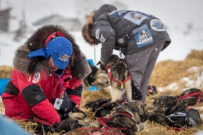 Veterinarians Karyn Coleman and Lee Morgan work on Mike Williams Jr. at the Unalakleet checkpoint on Monday afternoon March 12th during the 2018 Iditarod Sled Dog Race -- AlaskaPhoto by Jeff Schultz/SchultzPhoto.com  (C) 2018  ALL RIGHTS RESERVED