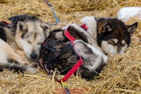 Mike Williams Jr. dogs rest on straw at the Unalakleet checkpoint on Monday  afternoon March 12th during the 2018 Iditarod Sled Dog Race -- AlaskaPhoto by Jeff Schultz/SchultzPhoto.com  (C) 2018  ALL RIGHTS RESERVED