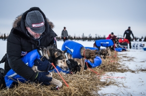 Veterinarians from all over the world volunteer their time to take care of these sled dogs at each checkpoint along the Iditarod trail. Cripple, March 12th, 2020.