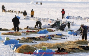 Tuesday March 13, 2012  Mike Williams Jr. arrives at the White Mountain checkpoint as teams rest
. Iditarod 2012.