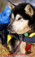 Tuesday March 13, 2012  Mike Williams, Jr. dog, Flash, resting in White Mountain Teams take a mandatory 8-hour layover in White Mountain. Iditarod 2012.