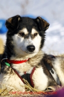 Tuesday March 13, 2012  Aaron Burmeister's dog,  Inuk, rests during an 8-hour layover in White Mountain. Iditarod 2012.