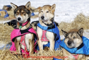 Tuesday March 13, 2012   Dee Dee Jonrowe dogs are alert at the White Mountain checkpoint. Iditarod 2012.