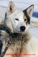 A Mitch Seavey dog rests in the warm sun in the dog lot in Nome a day after they finished in 1st place on Wednesday March 13, 2013. Iditarod Sled Dog Race 2013Photo by Jeff Schultz copyright 2013 DO NOT REPRODUCE WITHOUT PERMISSION