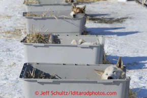 Paul Gebhart dogs sleep in their kennels in the warm sun in the dog lot in Nome on Wednesday March 13, 2013. Iditarod Sled Dog Race 2013Photo by Jeff Schultz copyright 2013 DO NOT REPRODUCE WITHOUT PERMISSION