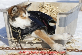 A Cim Smyth dog sleeps in his kennel in the warm sun in the dog lot in  in Nome on Wednesday March 13, 2013. Iditarod Sled Dog Race 2013Photo by Jeff Schultz copyright 2013 DO NOT REPRODUCE WITHOUT PERMISSION