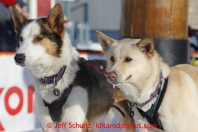 Michelle Phillips dogs are still raring to go after she finished in 24th place in the finish chute in Nome on Wednesday March 13, 2013. Iditarod Sled Dog Race 2013Photo by Jeff Schultz copyright 2013 DO NOT REPRODUCE WITHOUT PERMISSION