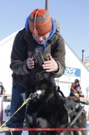 Sue Ellis, wife of musher Mike Ellis congratulates a Brent Sass dog shorlty after Brent crossed the finish line in 22nd place in Nome on Wednesday March 13, 2013. Iditarod Sled Dog Race 2013Photo by Jeff Schultz copyright 2013 DO NOT REPRODUCE WITHOUT PERMISSION