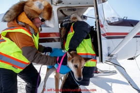 Volunteer dog handlers Shannon Post hands Corinne Marzullo a dropped dog from an airplane at the Galena checkpoint on Friday March 13, 2015 during Iditarod 2015.  (C) Jeff Schultz/SchultzPhoto.com - ALL RIGHTS RESERVED DUPLICATION  PROHIBITED  WITHOUT  PERMISSION