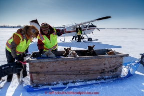 Volunteer dog handlers Shannon Post, Anja Radano and Corinne Marzullo gather dropped dogs from an airplane at the Galena checkpoint on Friday March 13, 2015 during Iditarod 2015.  (C) Jeff Schultz/SchultzPhoto.com - ALL RIGHTS RESERVED DUPLICATION  PROHIBITED  WITHOUT  PERMISSION