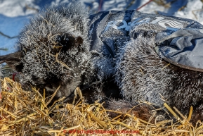 A Lance Mackey dog sleeps with frost on his coat in the morning at the Galena checkpoint on Friday March 13, 2015 during Iditarod 2015.  (C) Jeff Schultz/SchultzPhoto.com - ALL RIGHTS RESERVED DUPLICATION  PROHIBITED  WITHOUT  PERMISSION