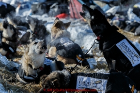 Richie Diehl dogs howl as they rest at the Galena checkpoint on Friday March 13, 2015 during Iditarod 2015.  (C) Jeff Schultz/SchultzPhoto.com - ALL RIGHTS RESERVED DUPLICATION  PROHIBITED  WITHOUT  PERMISSION