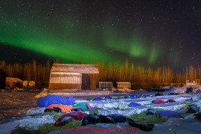 Dogs rest under the northern lights in the very, very early morning at the Galena checkpoint on Friday March 13, 2015 during Iditarod 2015.  (C) Jeff Schultz/SchultzPhoto.com - ALL RIGHTS RESERVED DUPLICATION  PROHIBITED  WITHOUT  PERMISSION