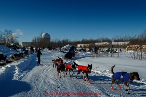 Michelle Phillips leaves from the parked dog lot at the Galena checkpoint on Friday March 13, 2015 during Iditarod 2015.  (C) Jeff Schultz/SchultzPhoto.com - ALL RIGHTS RESERVED DUPLICATION  PROHIBITED  WITHOUT  PERMISSION