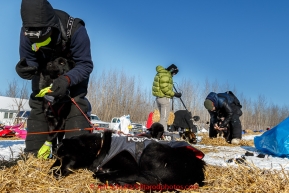 Lance Mackey gets help from his brother Jason Mackey putting boots on his dogs in the afternoon at the Galena checkpoint on Friday March 13, 2015 during Iditarod 2015.  (C) Jeff Schultz/SchultzPhoto.com - ALL RIGHTS RESERVED DUPLICATION  PROHIBITED  WITHOUT  PERMISSION