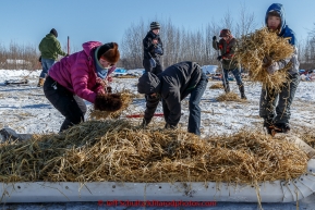 School kids volunteer to pick up the used straw in the dog lot at the Galena checkpoint on Friday March 13, 2015 during Iditarod 2015.  (C) Jeff Schultz/SchultzPhoto.com - ALL RIGHTS RESERVED DUPLICATION  PROHIBITED  WITHOUT  PERMISSION